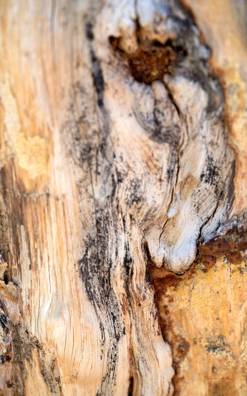 Deep Rooted no. 7