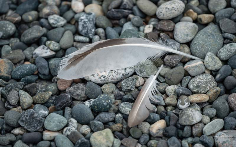 Feathers no. 12