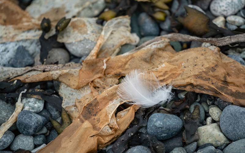 Feathers no. 5