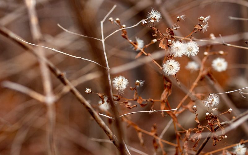Late Fall no. 3