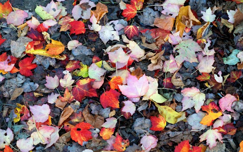 Leaves no. 5
