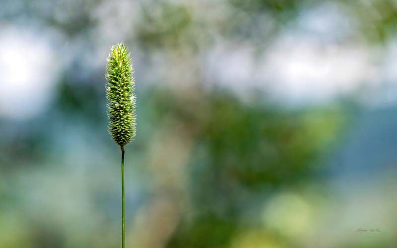 Macro no. 16