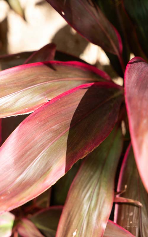 Red Leaves no. 3