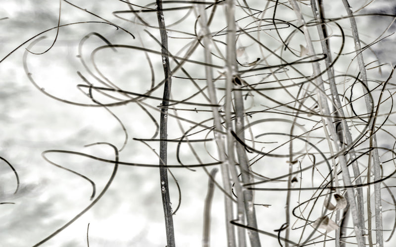 Twigs no. 2