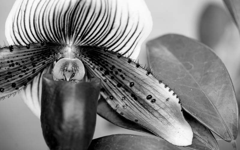 Black and White no. 1