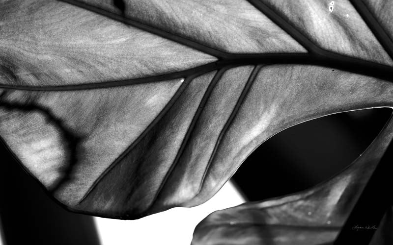 Black and White no. 2