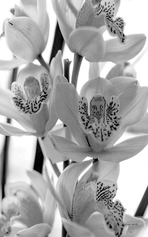 Black and White no. 3