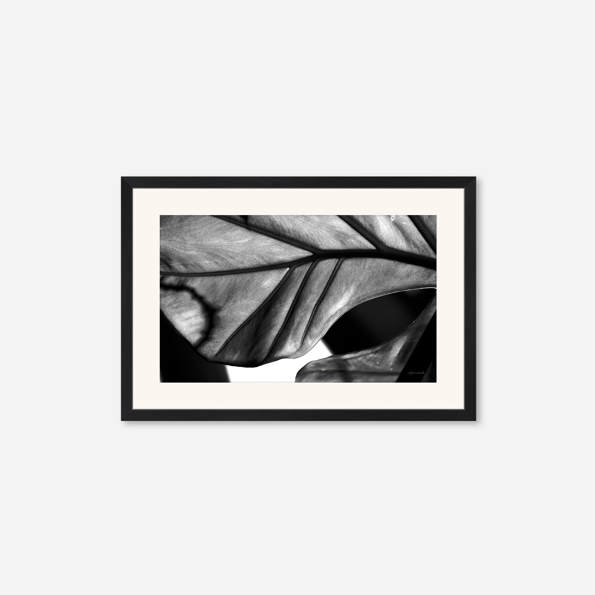 Black and White no. 2