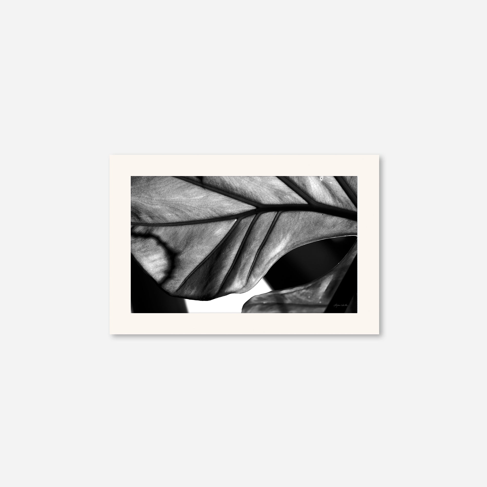Black and White no. 2