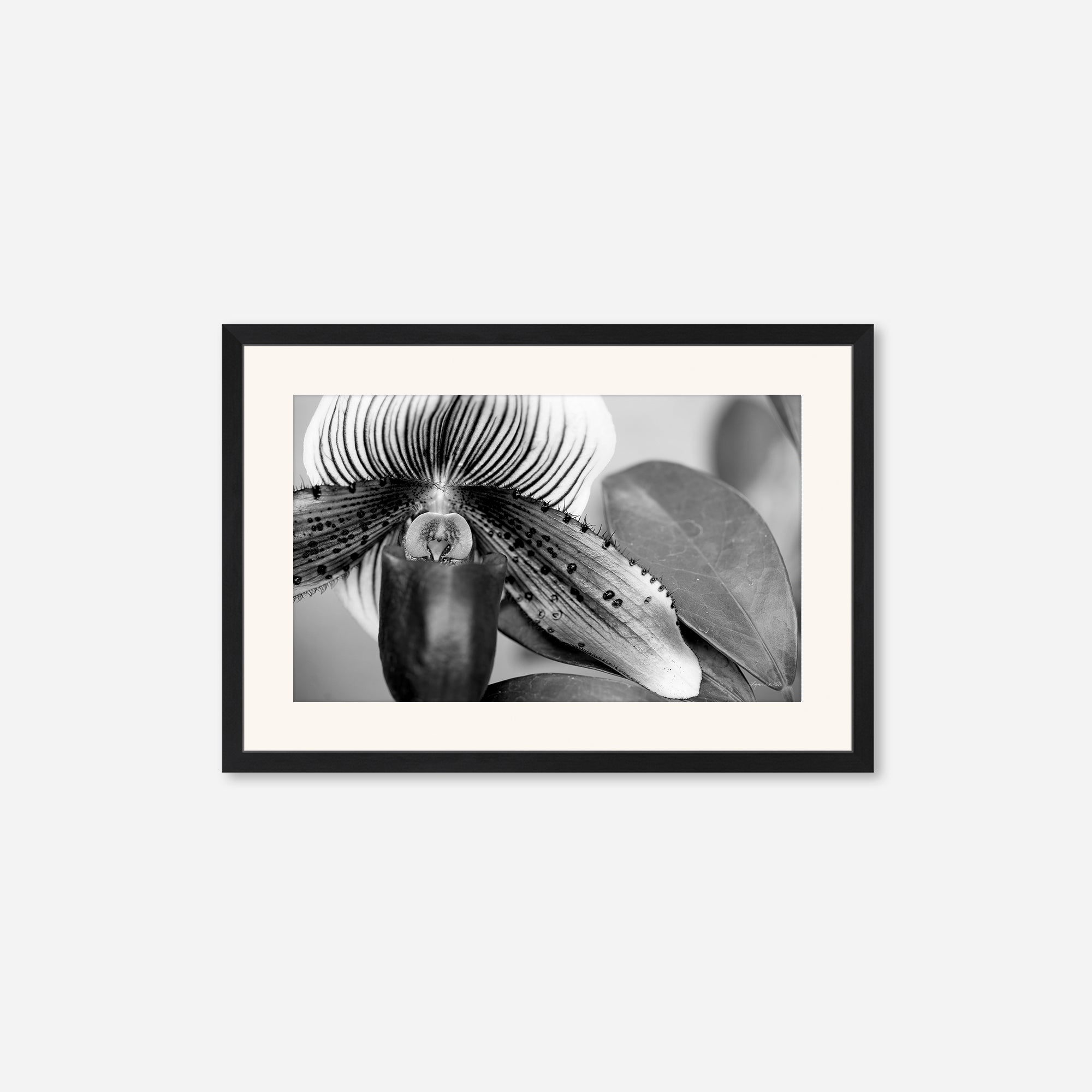 Black and White no. 1