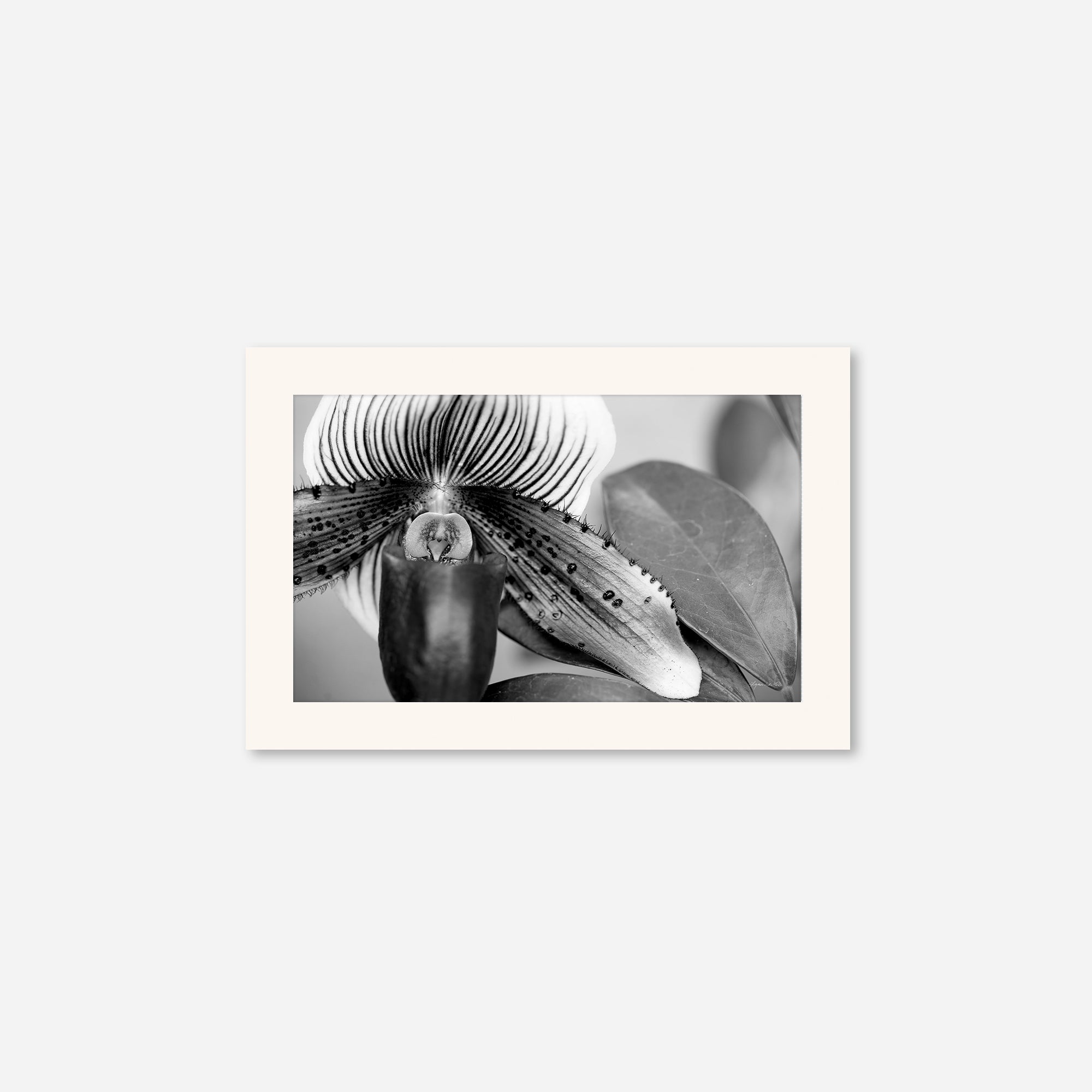 Black and White no. 1