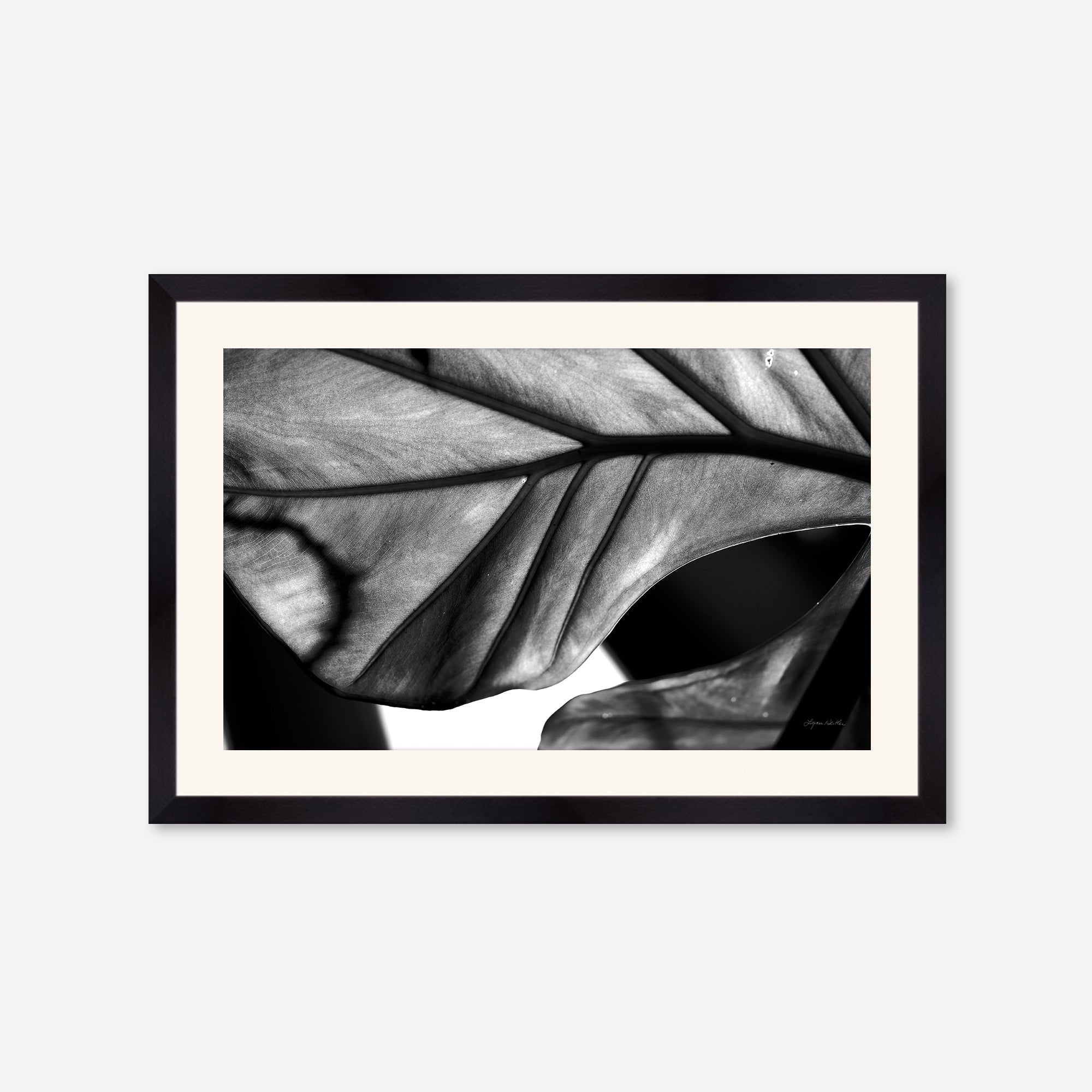 Black and White no. 2