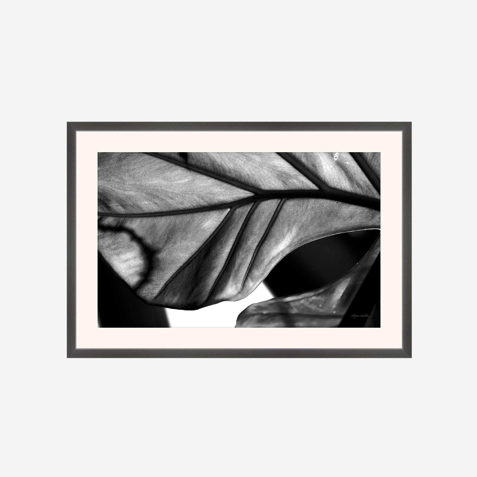 Black and White no. 2
