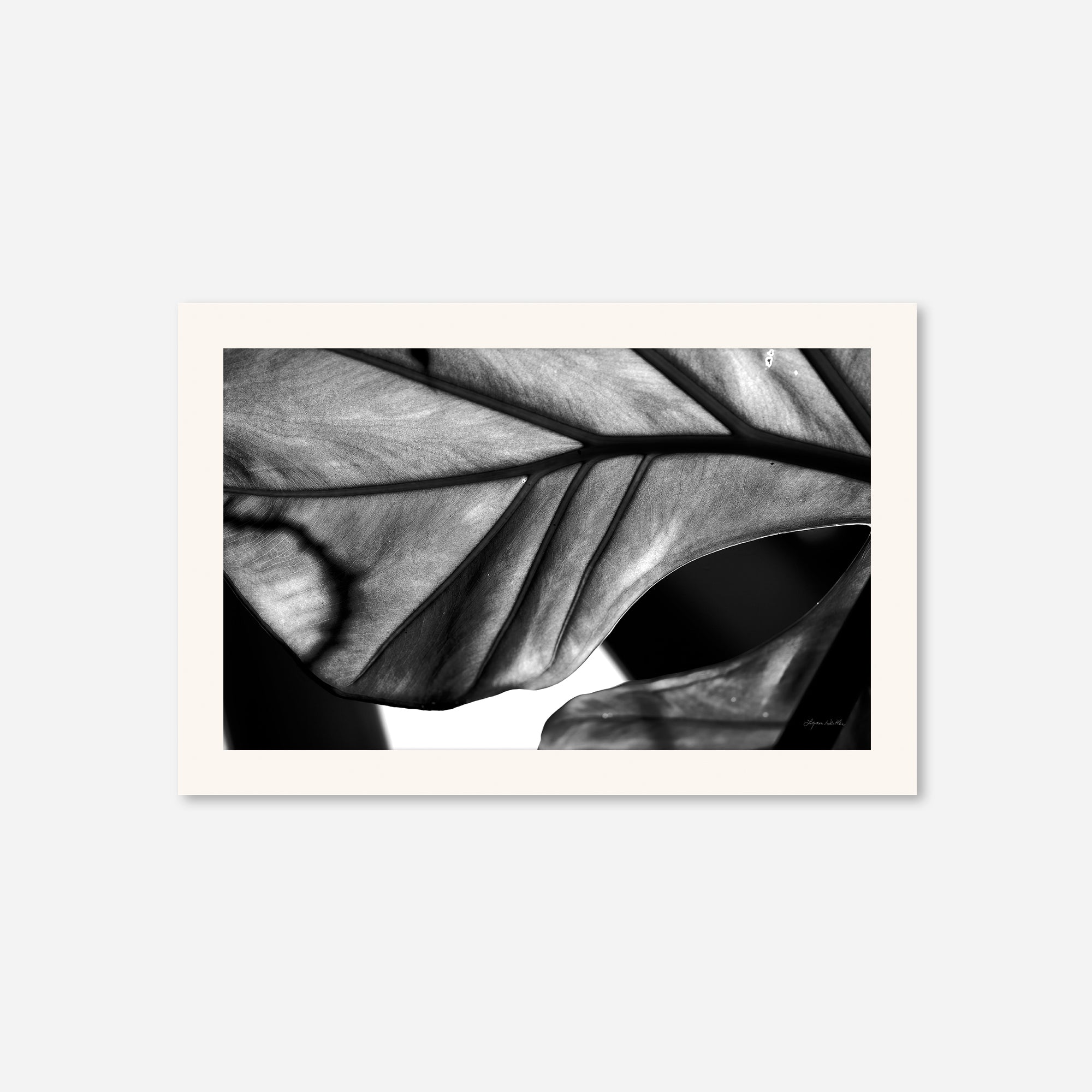 Black and White no. 2
