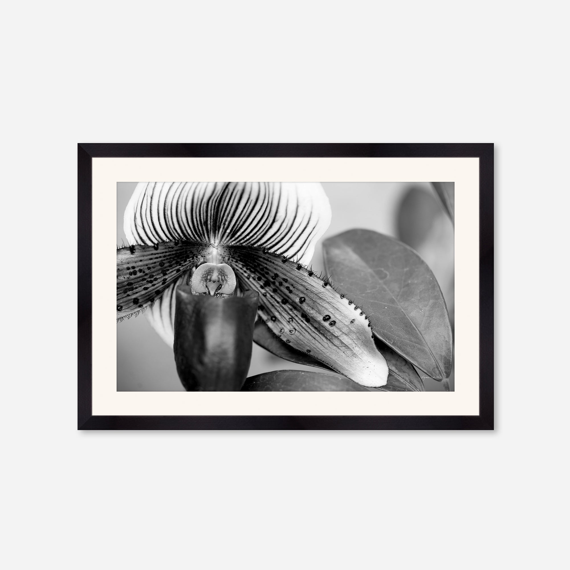 Black and White no. 1