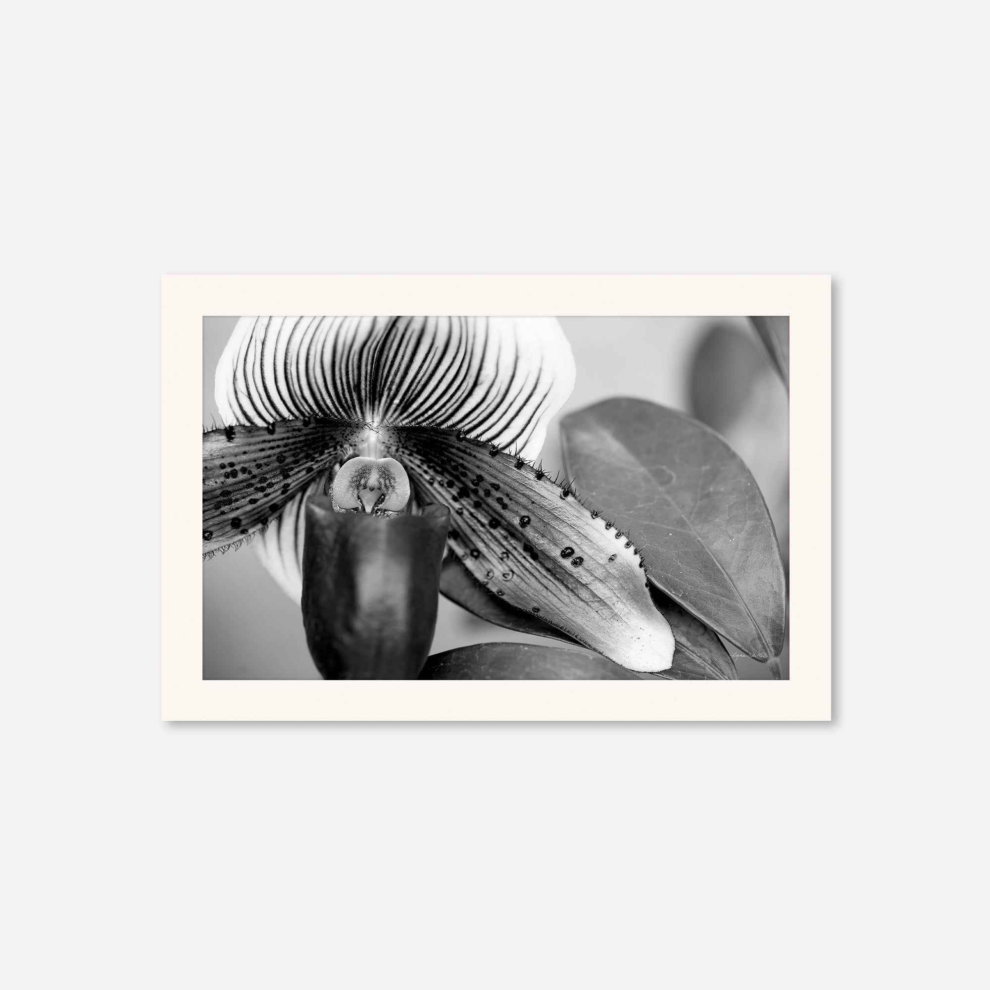 Black and White no. 1