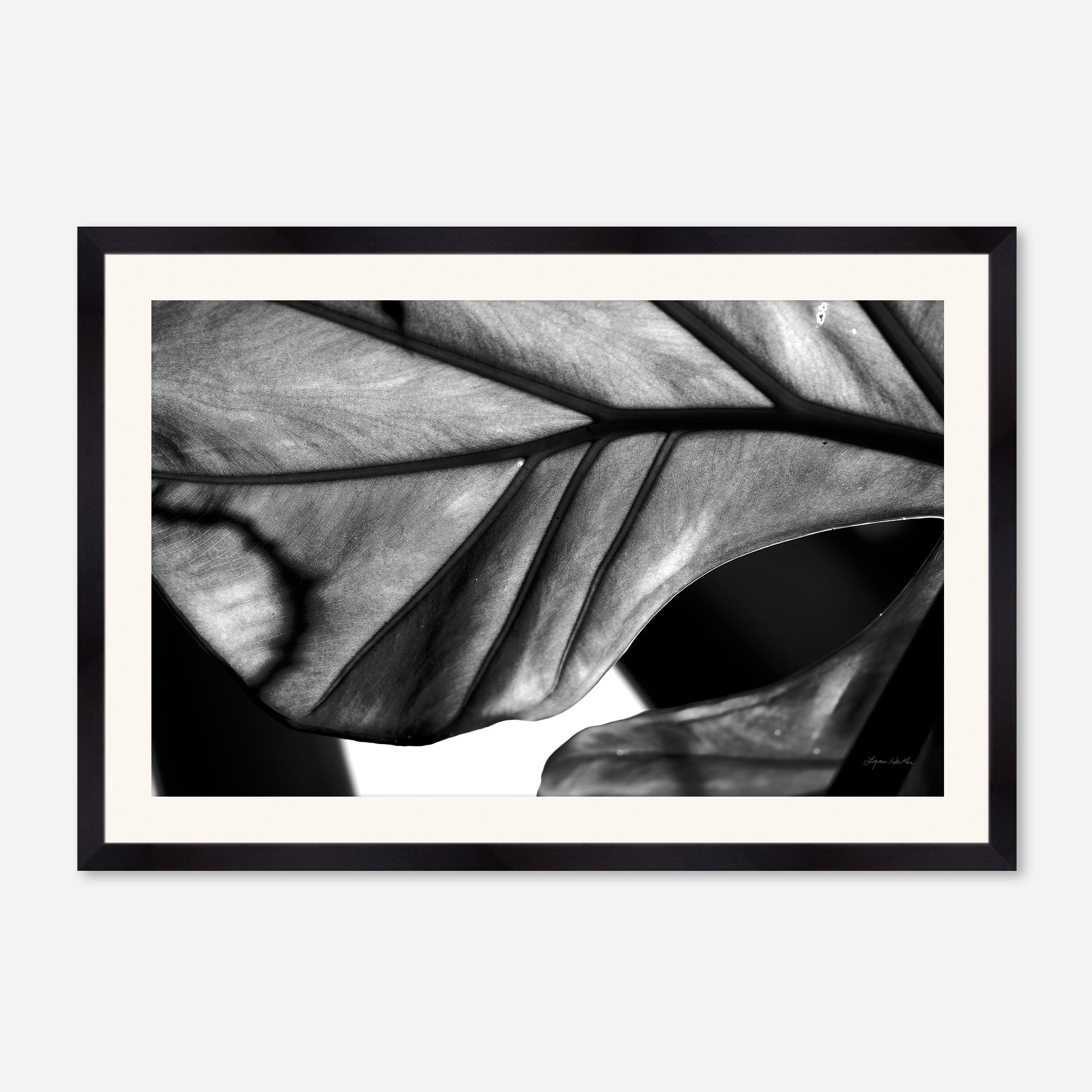 Black and White no. 2