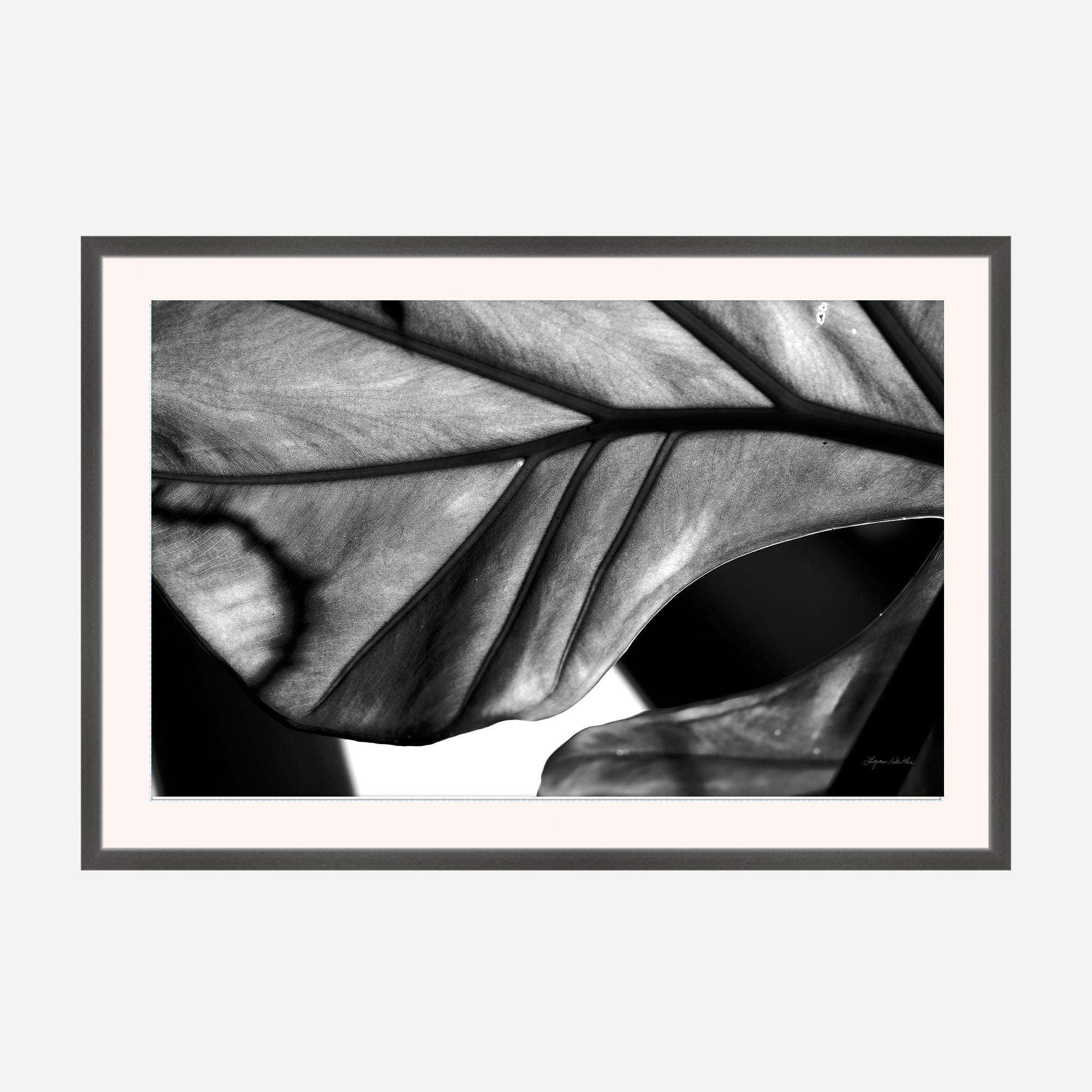 Black and White no. 2
