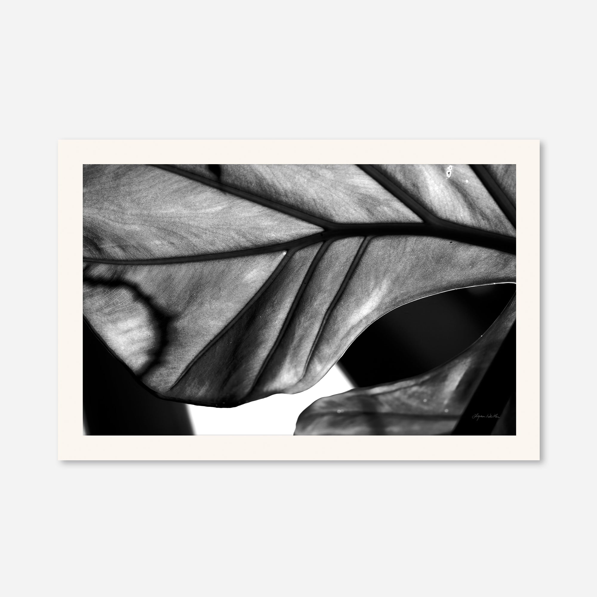 Black and White no. 2