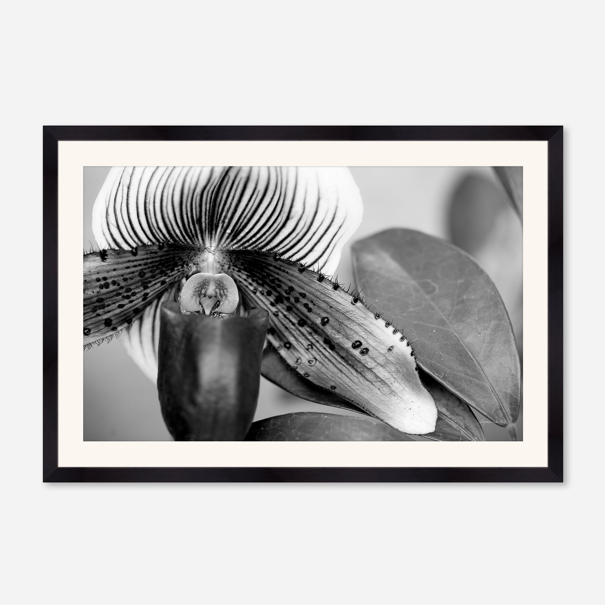 Black and White no. 1