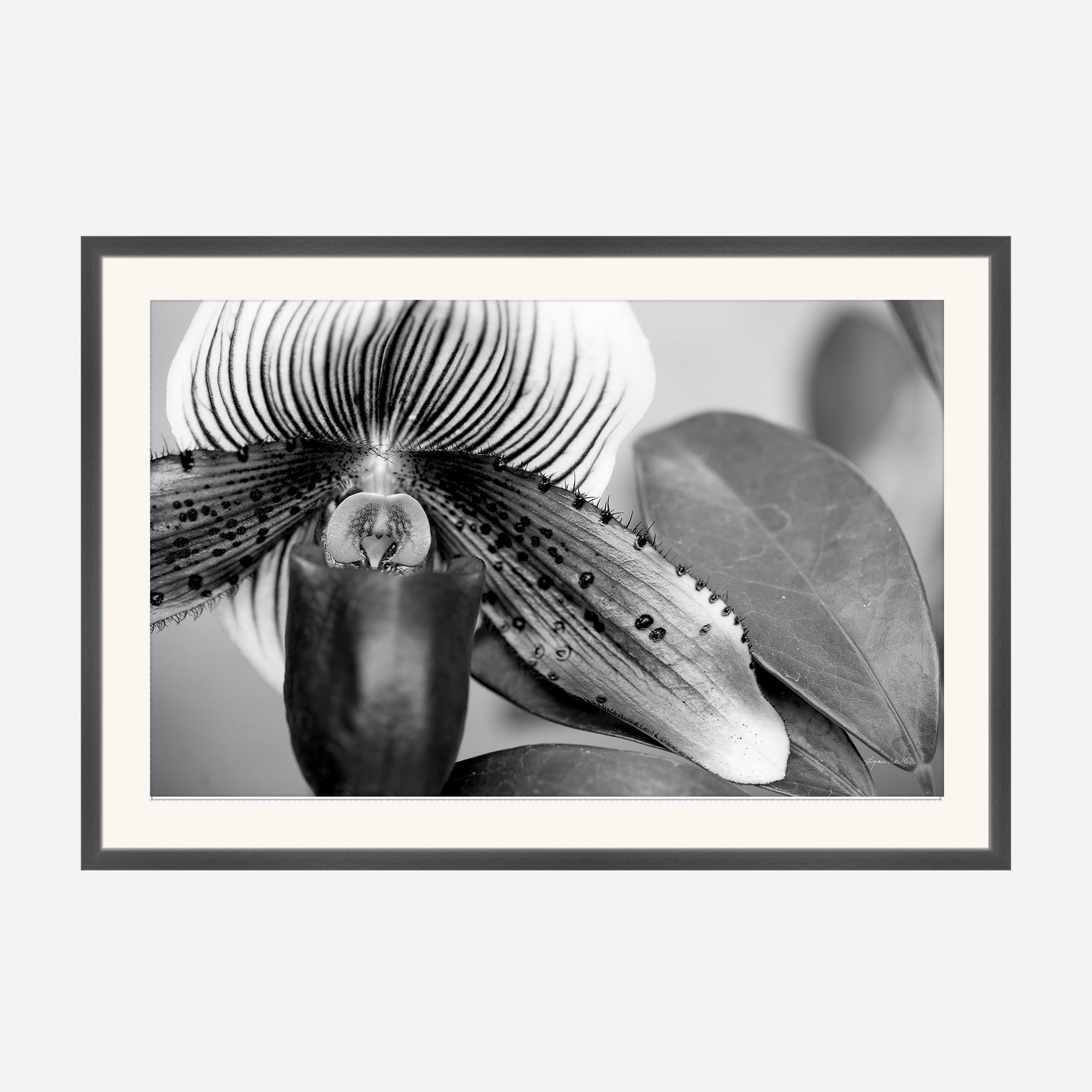 Black and White no. 1