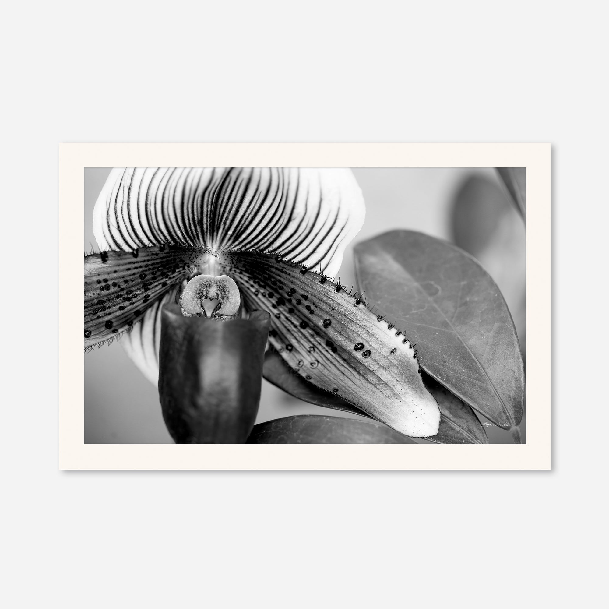 Black and White no. 1