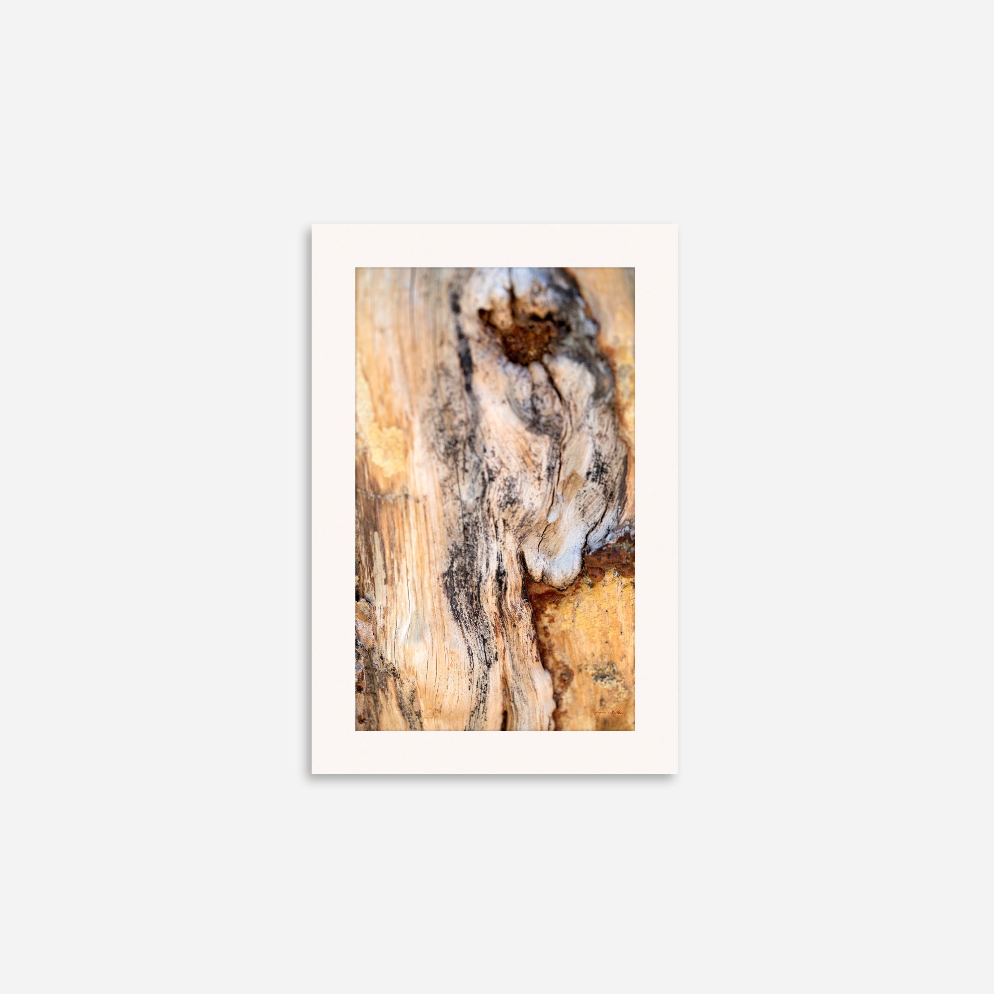 Deep Rooted no. 7