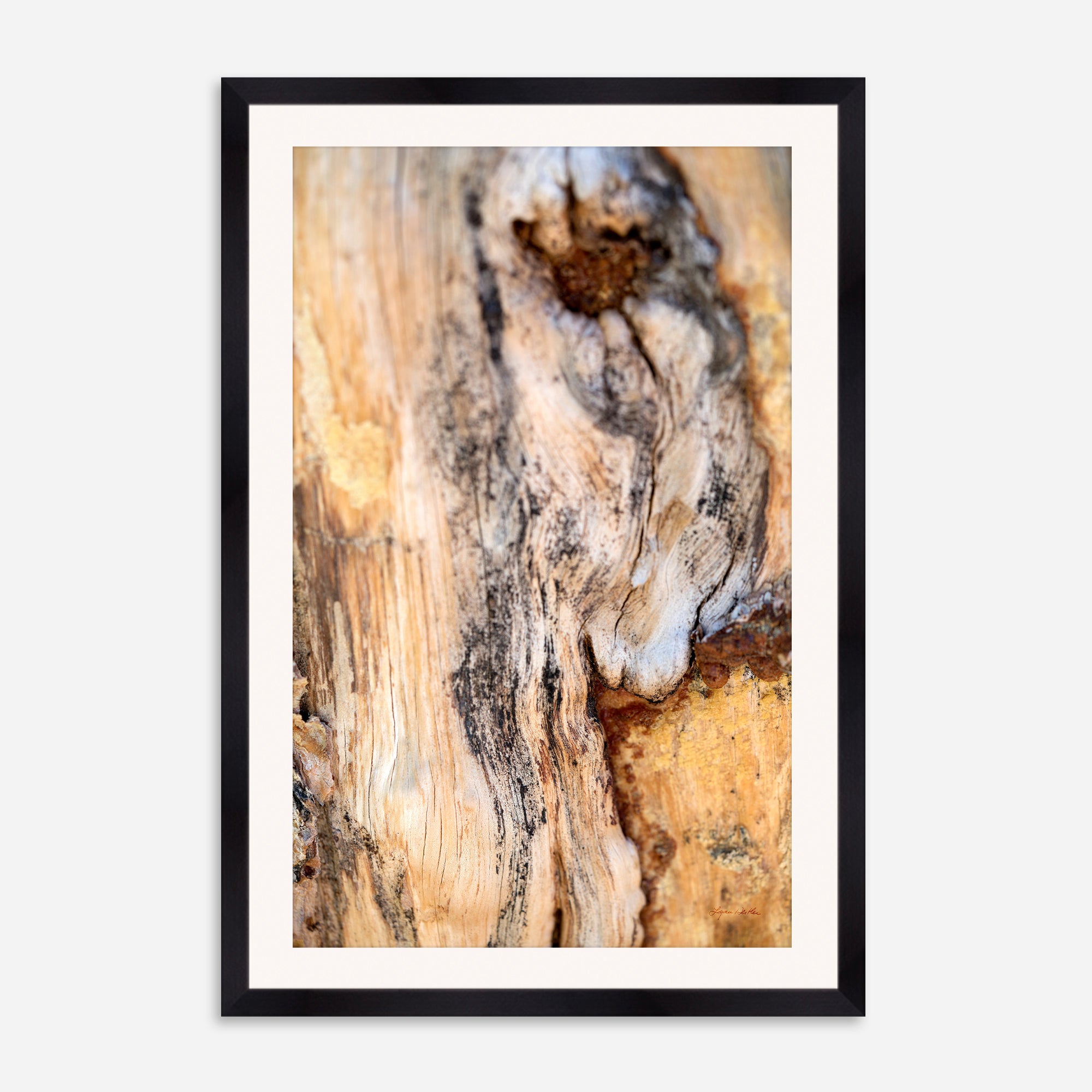 Deep Rooted no. 7