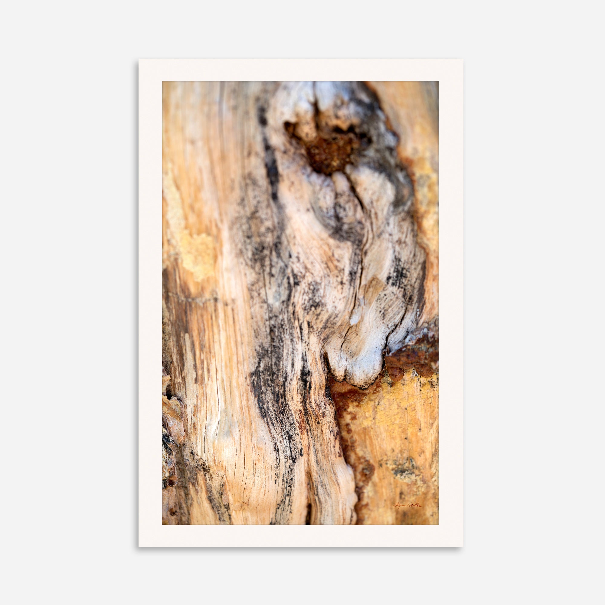 Deep Rooted no. 7