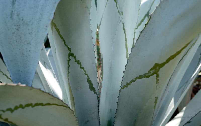 Desert Art no. 7