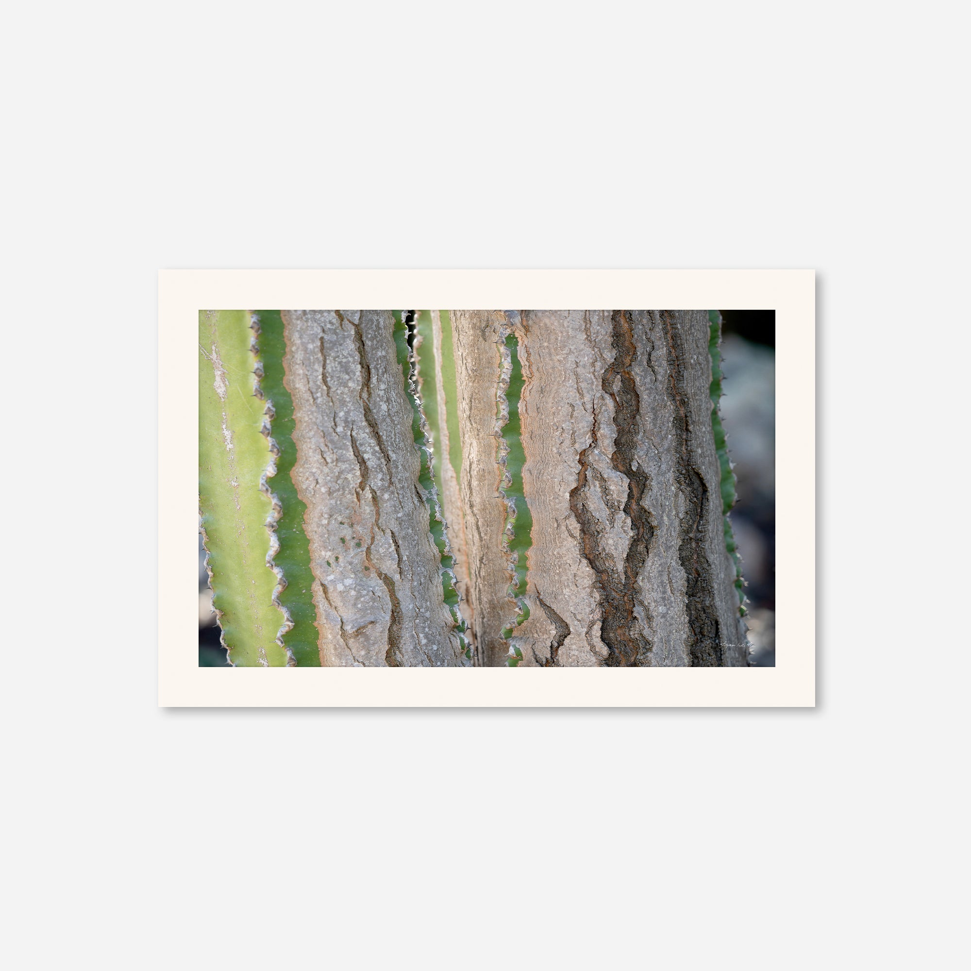 Desert Art no. 12