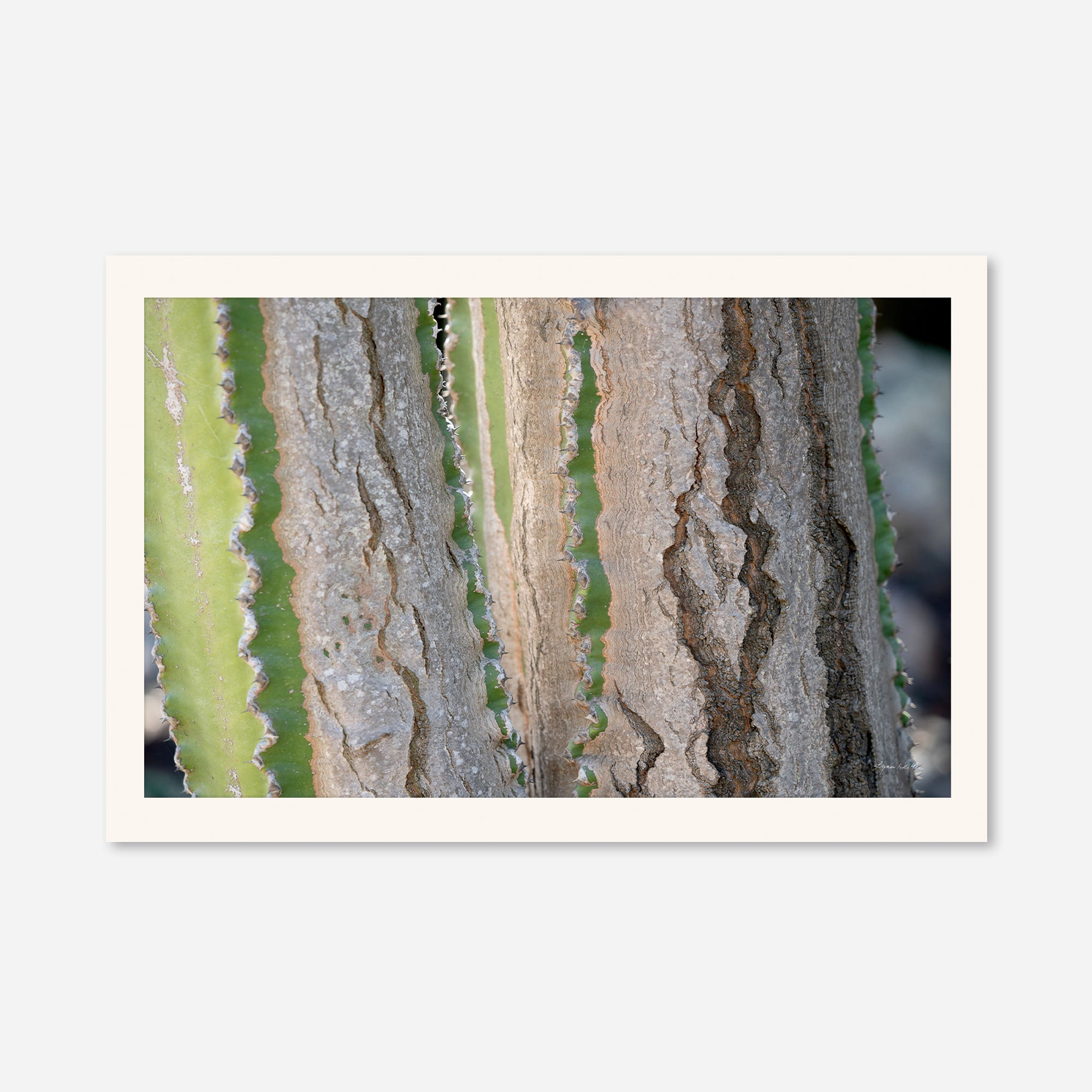 Desert Art no. 12
