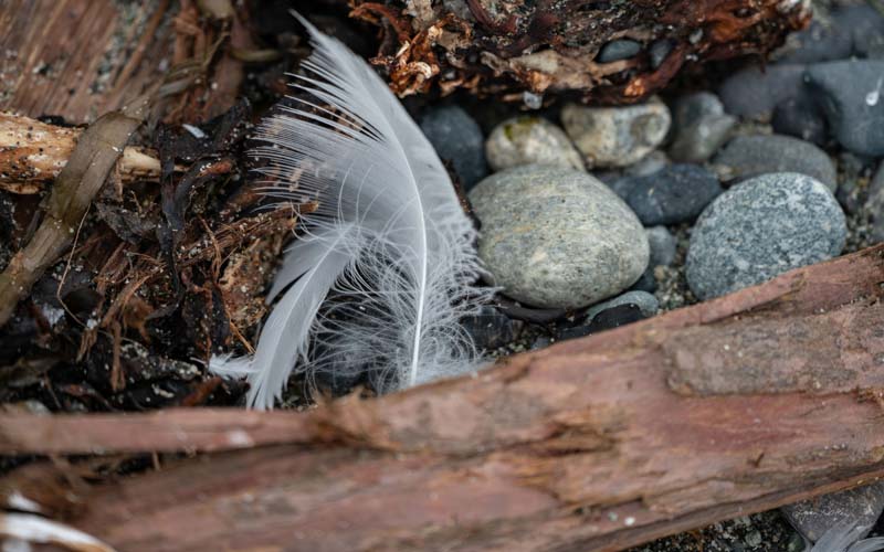 Feathers no. 10