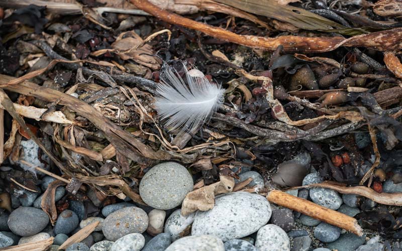 Feathers no. 11