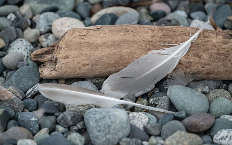 Feathers no. 14