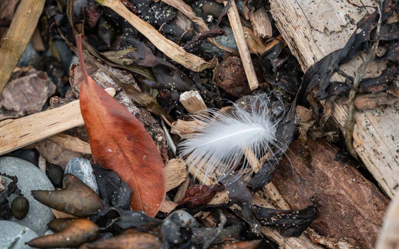 Feathers no. 15