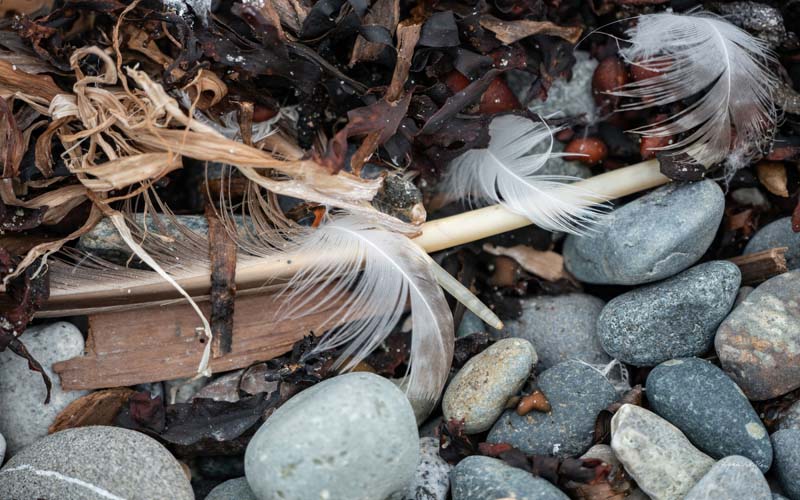 Feathers no. 17