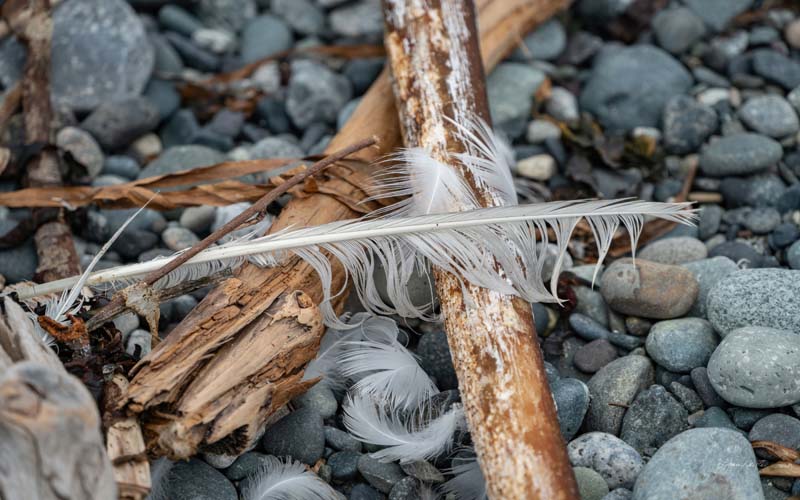 Feathers no. 2