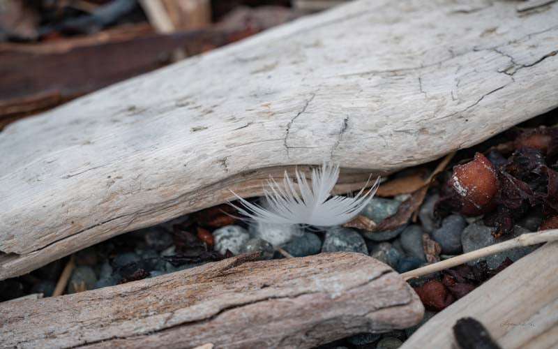 Feathers no. 3