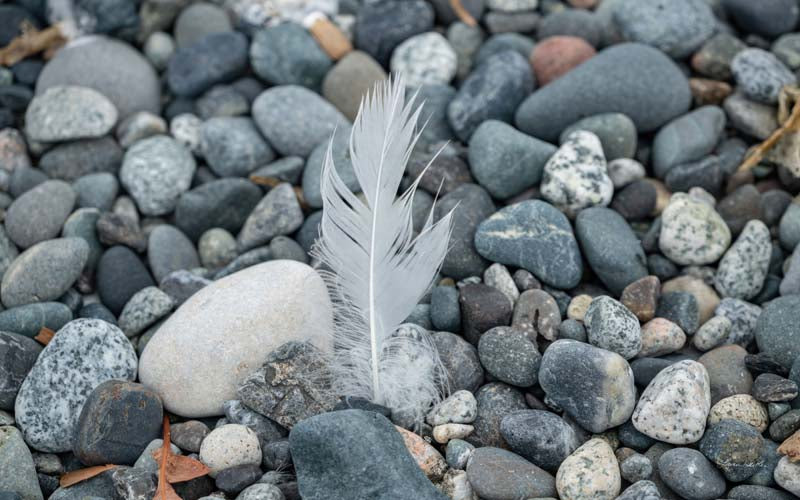 Feathers no. 4