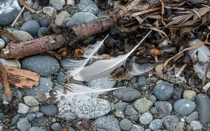 Feathers no. 8