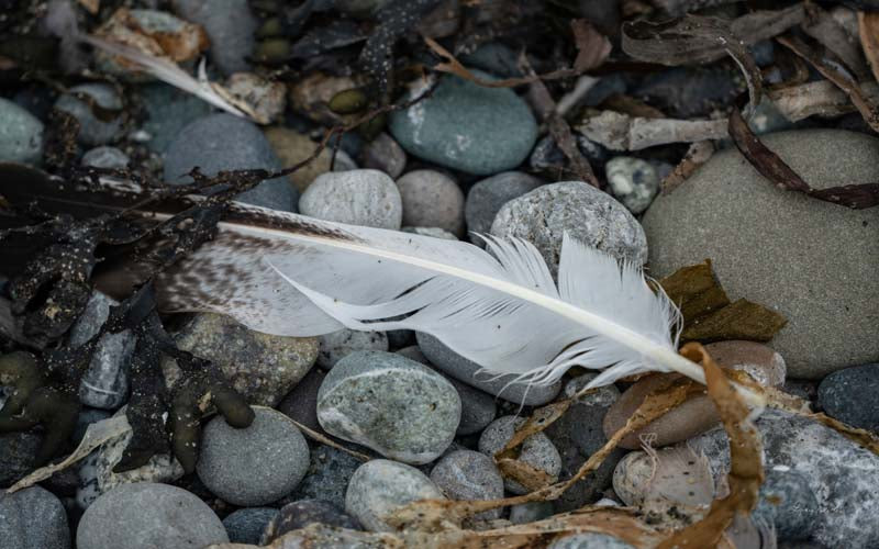 Feathers no. 9