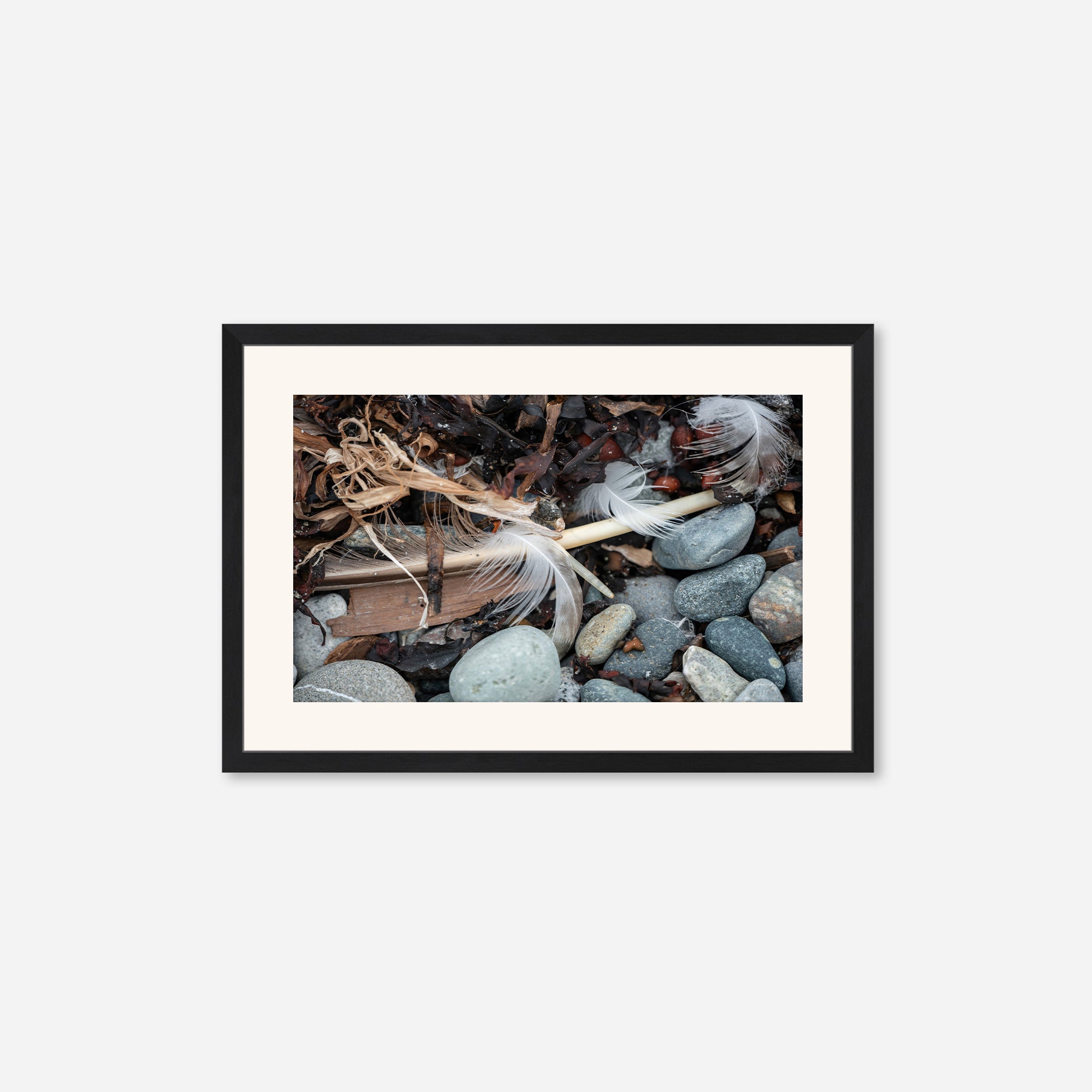 Feathers no. 17