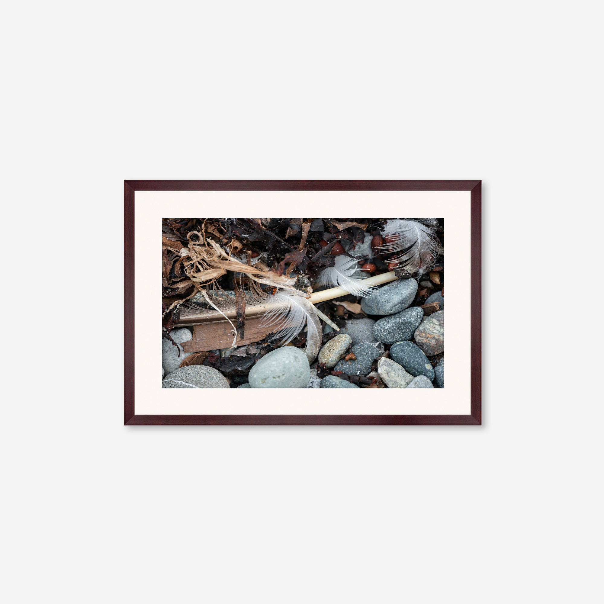 Feathers no. 17