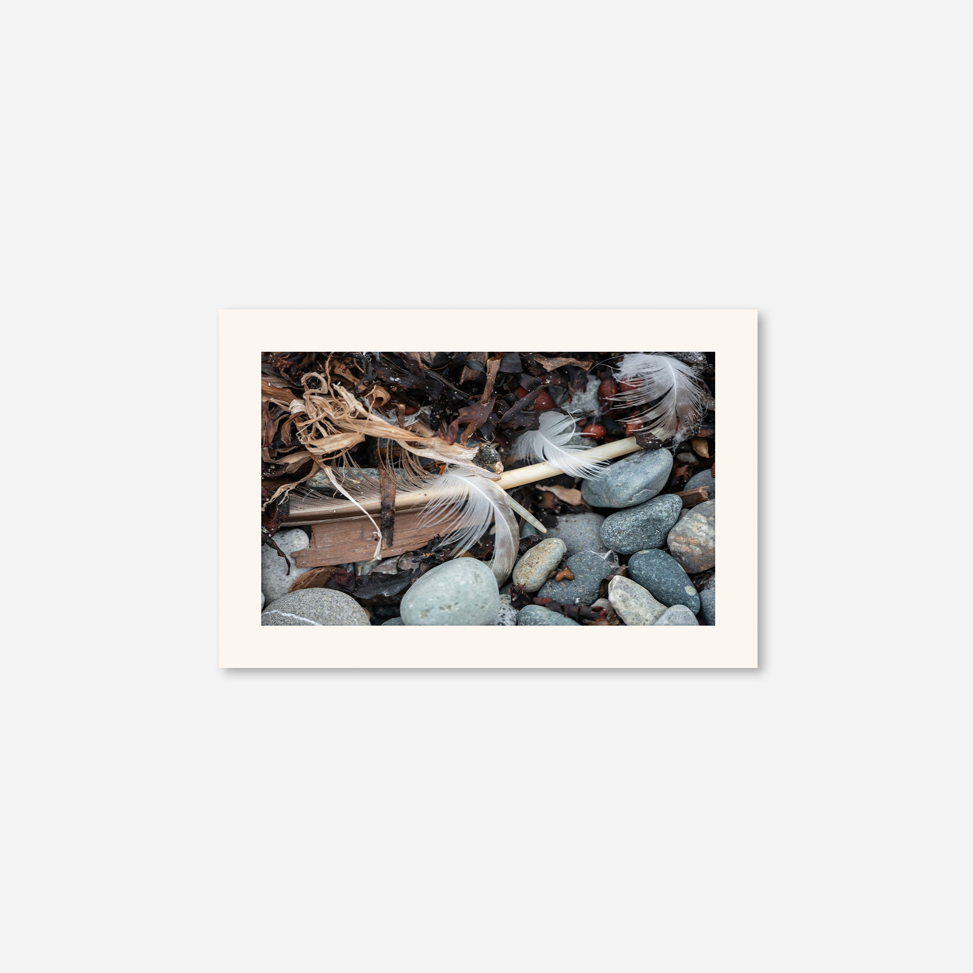 Feathers no. 17