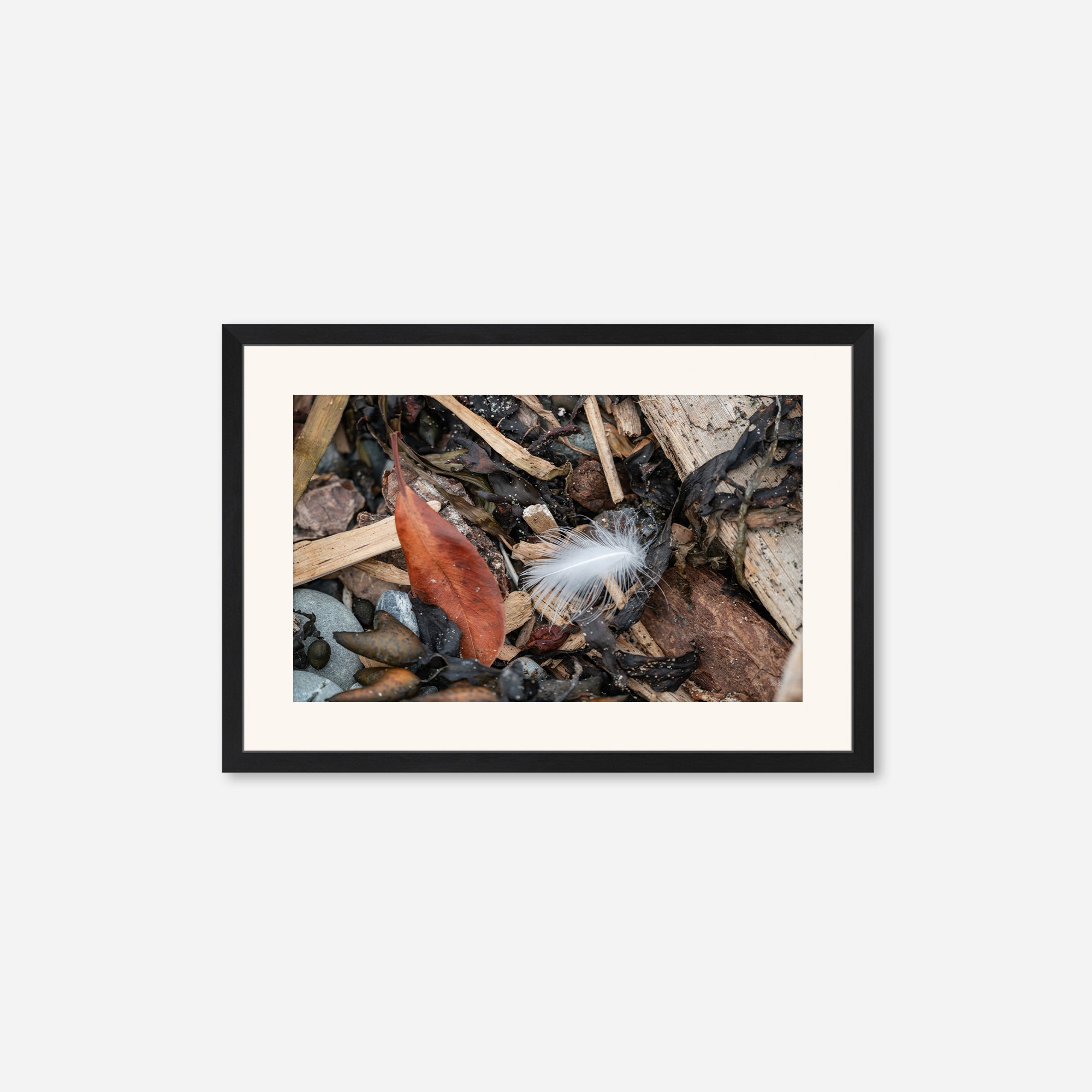 Feathers no. 15