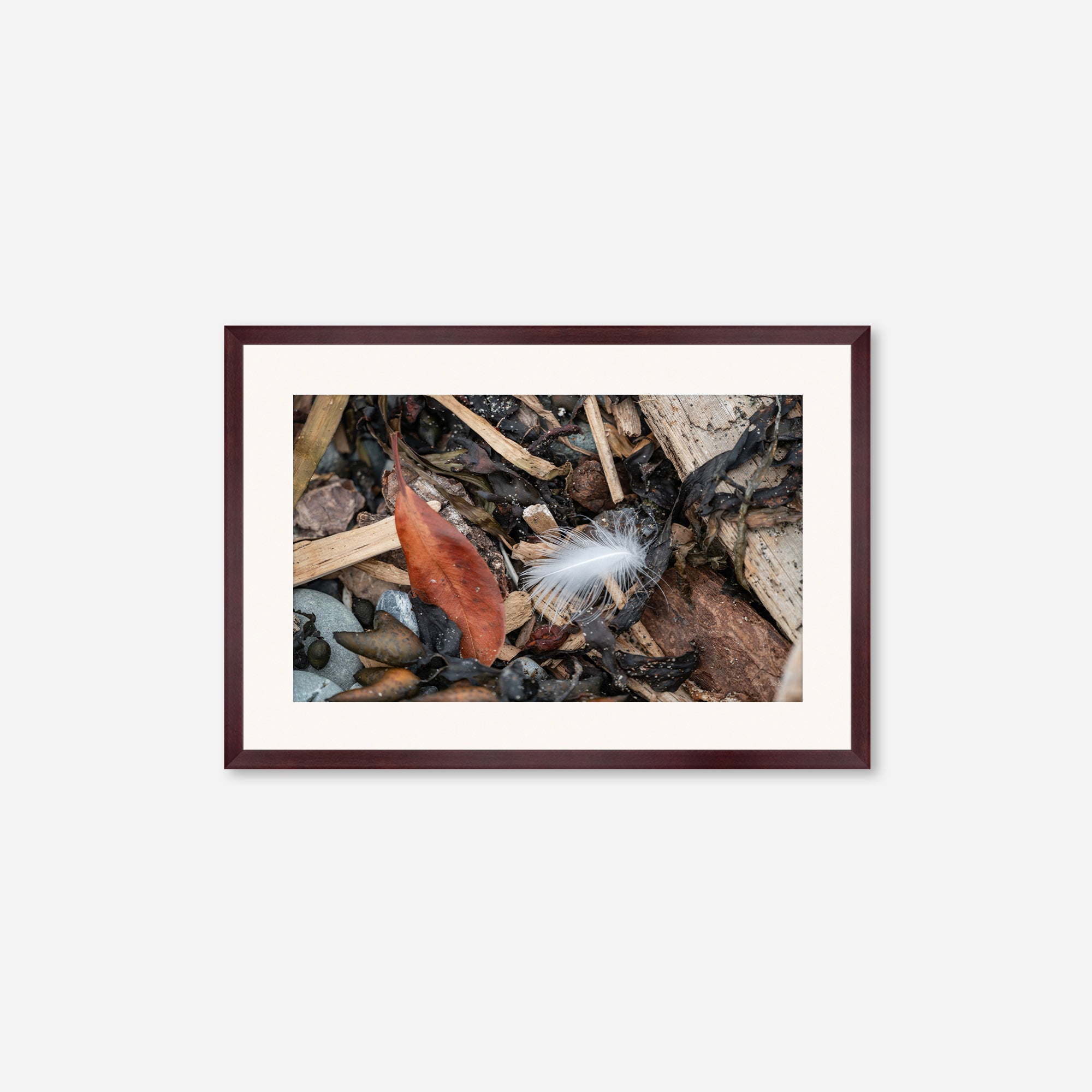Feathers no. 15