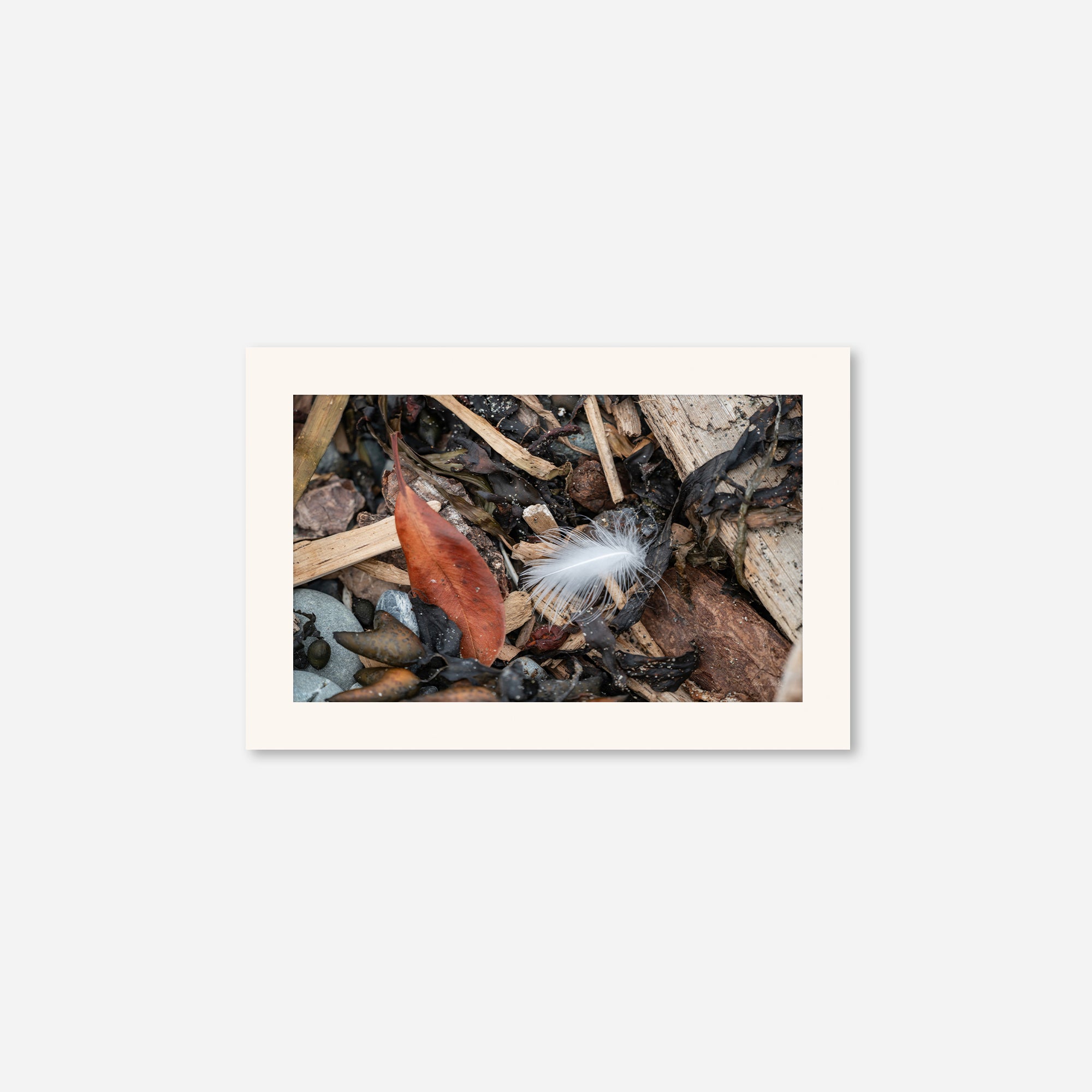 Feathers no. 15