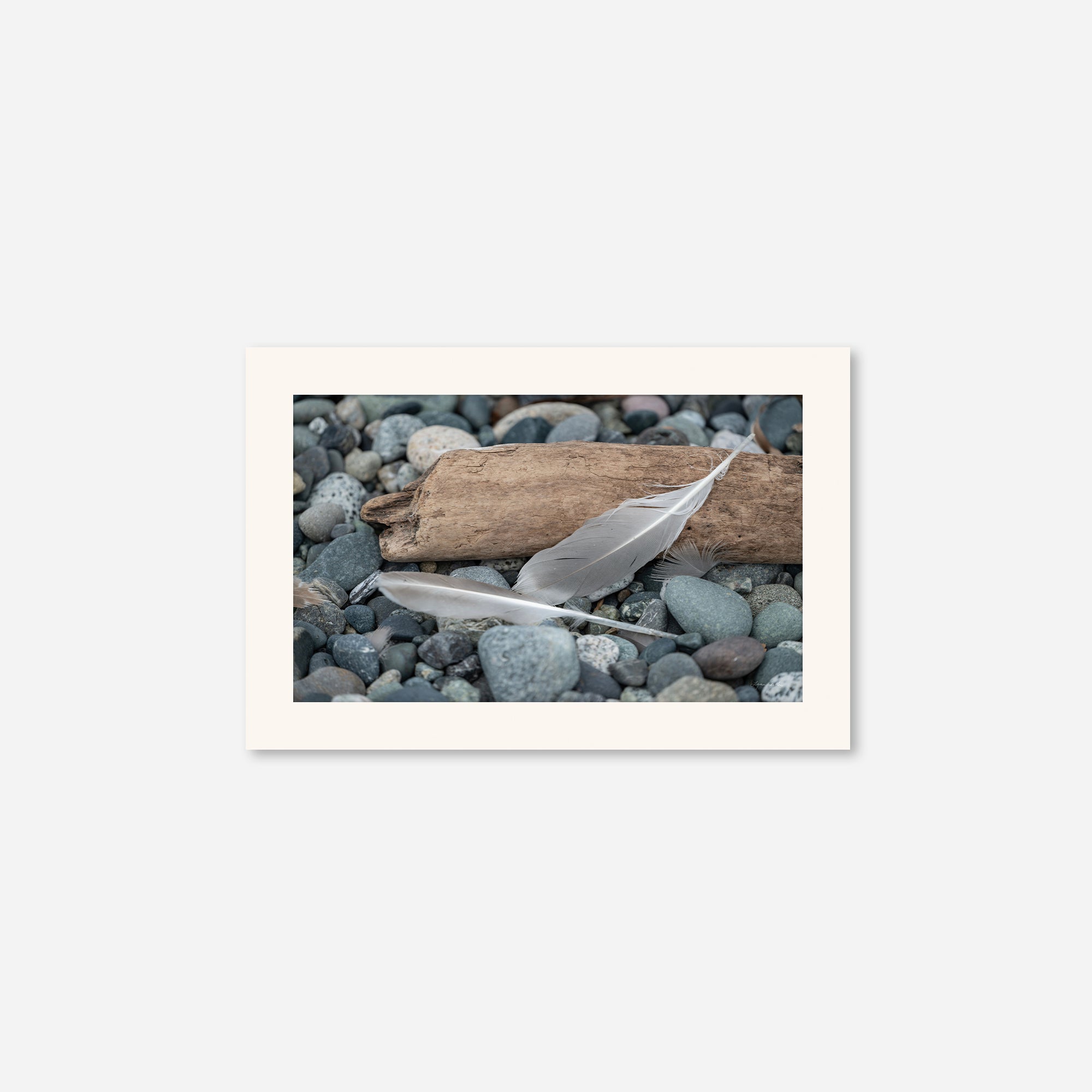 Feathers no. 14