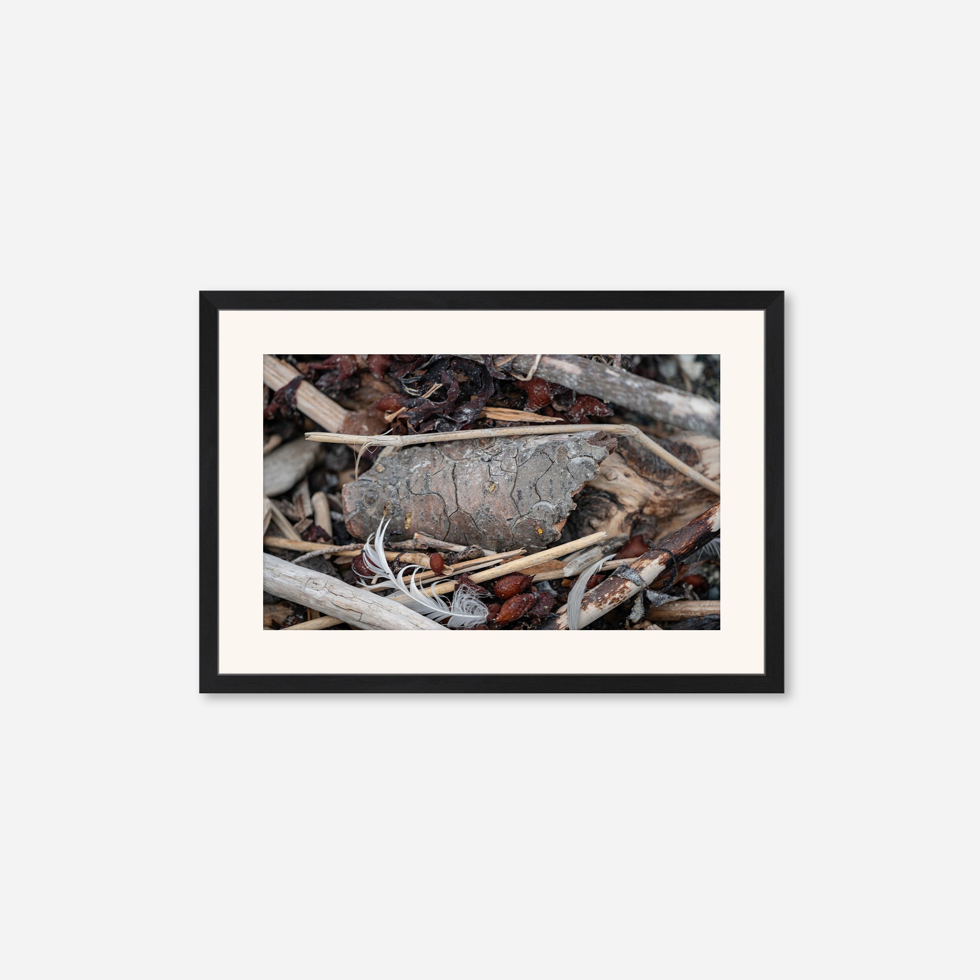 Feathers no. 13